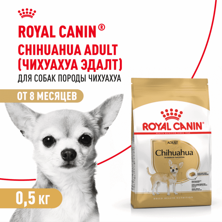 Корм для собак ROYAL CANIN Chihuahua Adult для породы чихуахуа от 8 месяцев сух. 500г — цена и наличие Корм для собак ROYAL CANIN Chihuahua Adult для породы чихуахуа от 8 месяцев сух. 500г